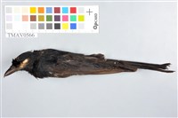 藏品(大卷尾)的圖片